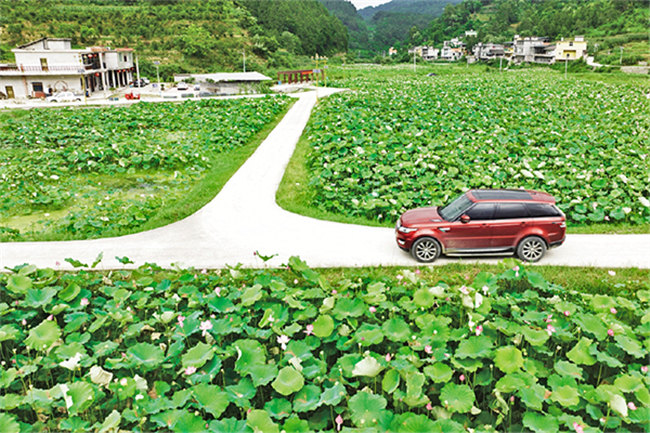 农纲村打造莲藕种植示范基地。彭水县融媒体中心供图